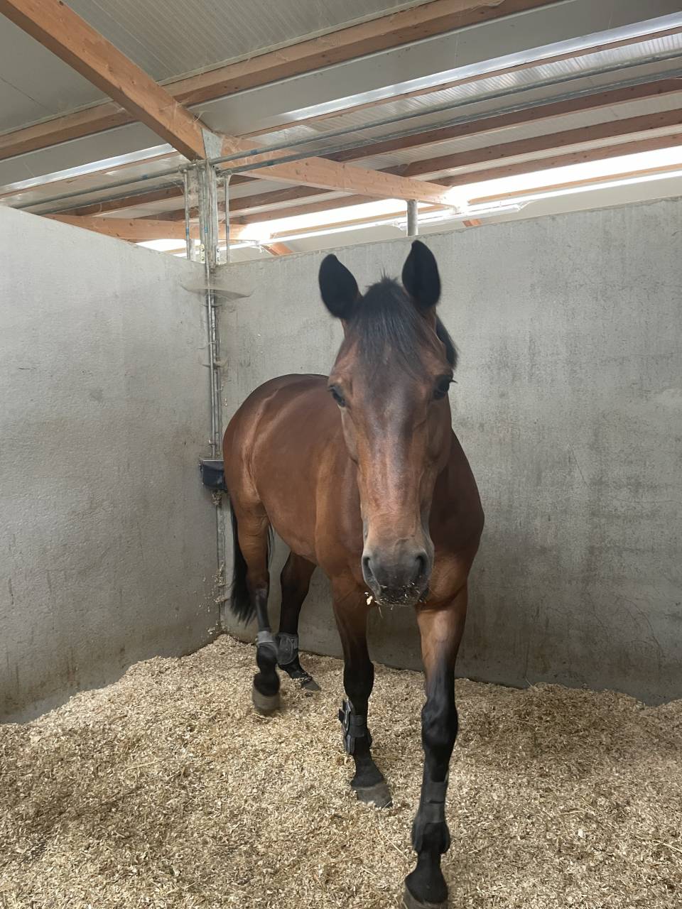 Jument sBs Cheval de Sport Belge A vendre 2014 Bai par PEPPERMILL