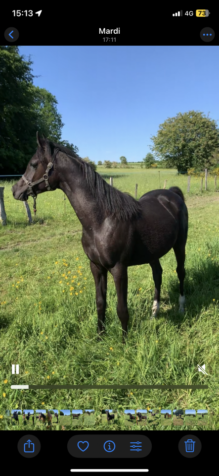 Pouliche noire PSA 2025 