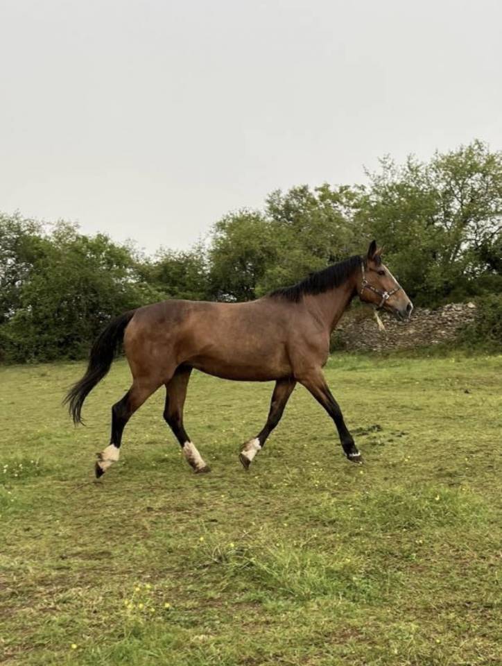 Jument sf o pleine par Quick star 