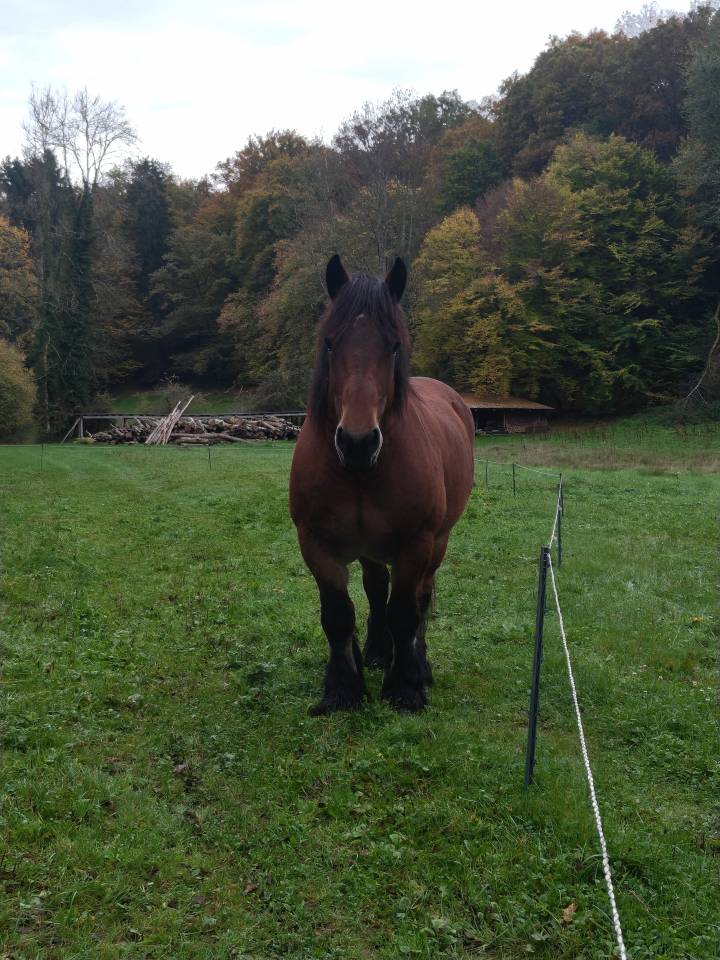 Jument Ardennaise 6 ans 