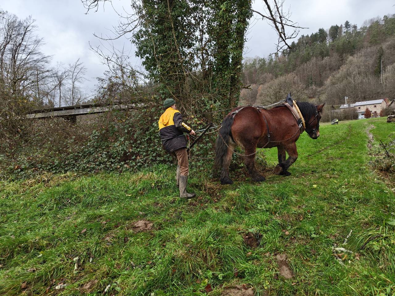 Jument Ardennaise 6 ans 