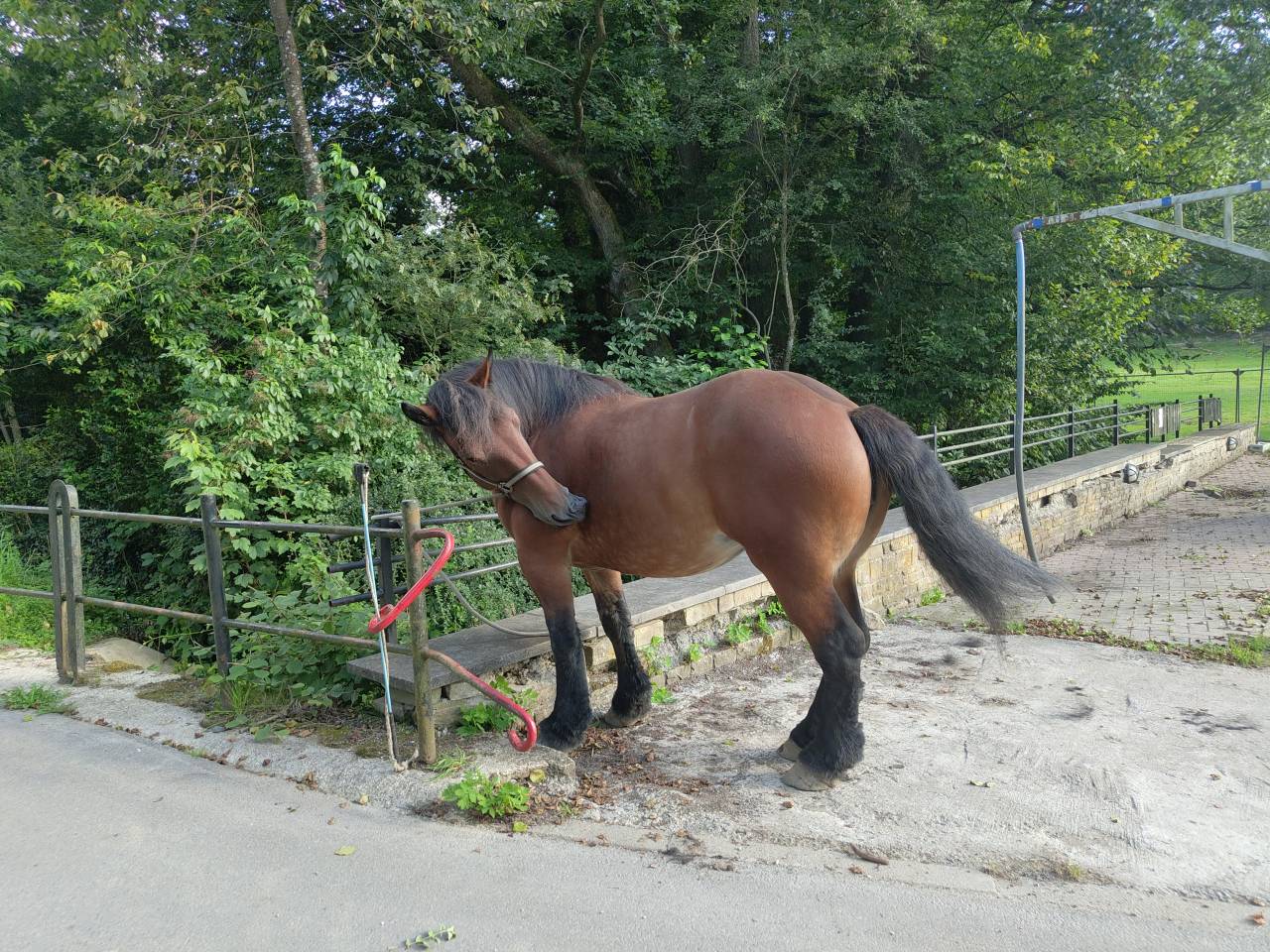 Jument Ardennaise 6 ans 