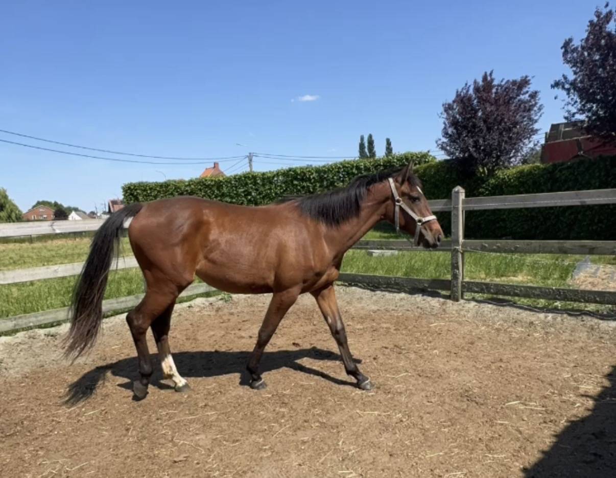 Jument Zangersheide par J-nius VV Z