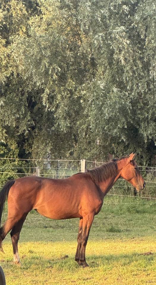 Jument Zangersheide par J-nius VV Z