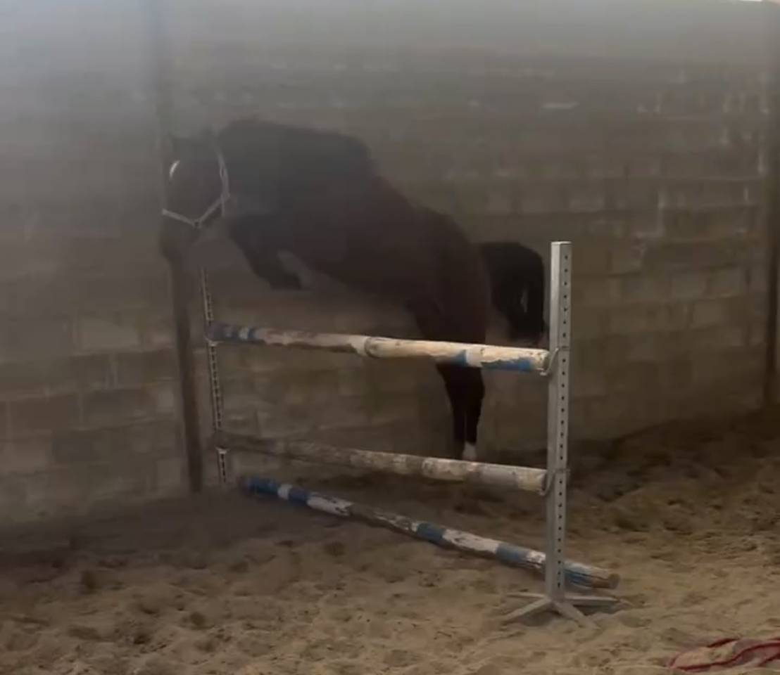 Jument Zangersheide par J-nius VV Z