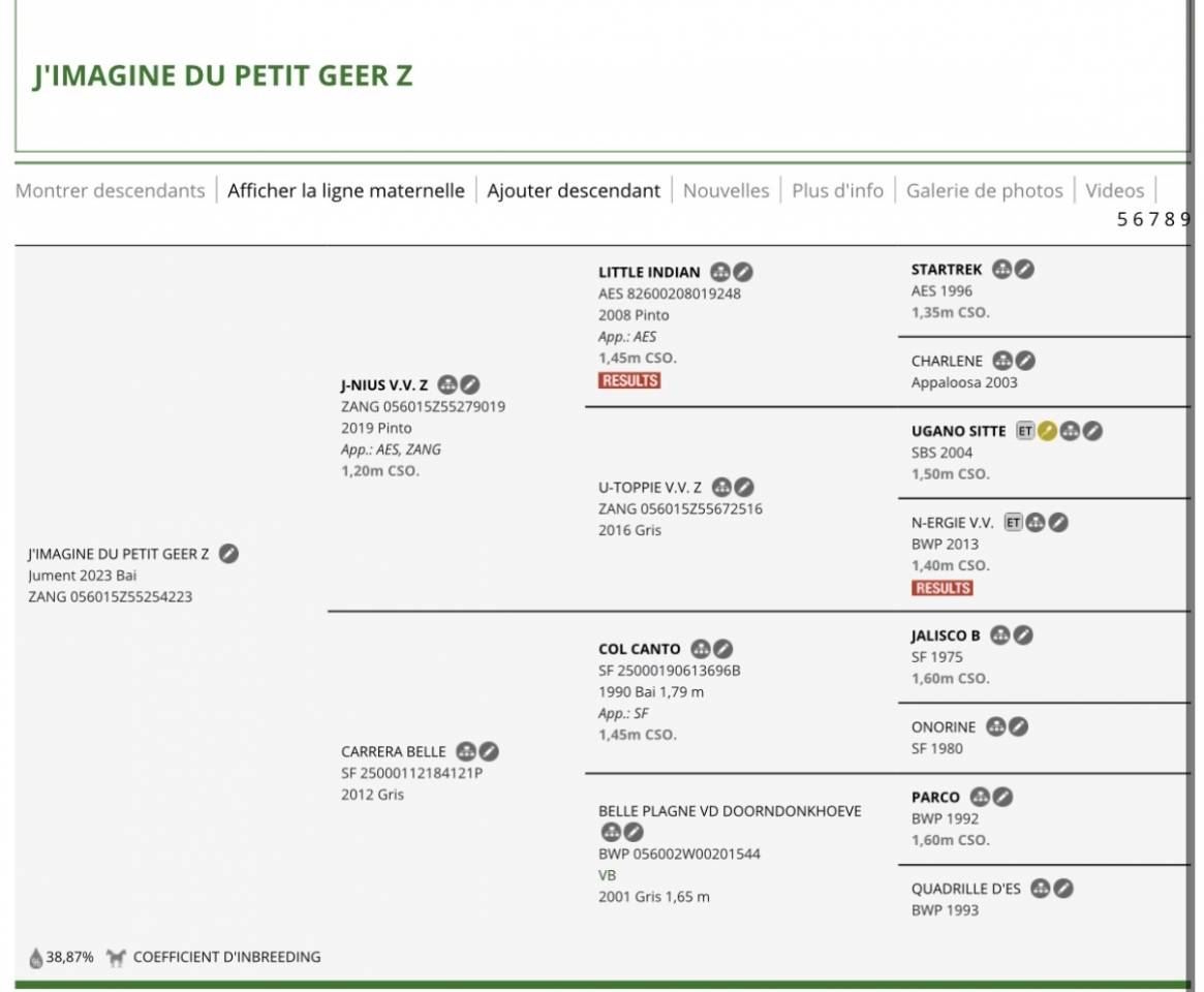 Jument Zangersheide par J-nius VV Z