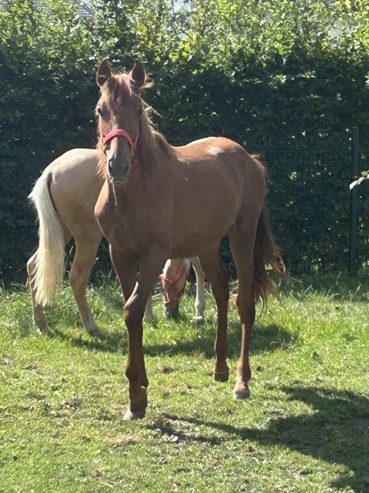 Poulain Pure Race Espagnole Plein Papier 20 mois