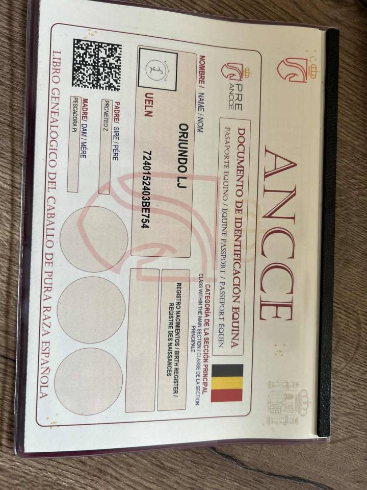 Poulain Pure Race Espagnole Plein Papier 20 mois