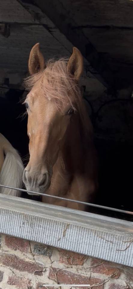 Poulain Pure Race Espagnole Plein Papier 20 mois