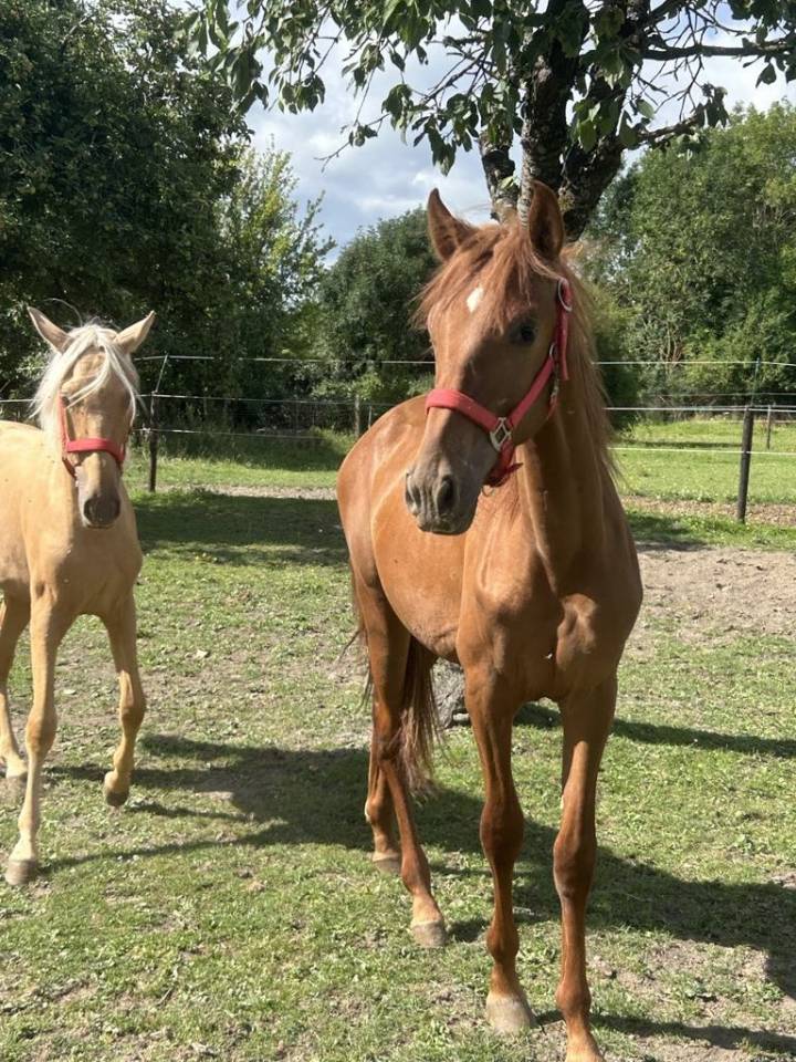 Poulain Pure Race Espagnole Plein Papier 20 mois