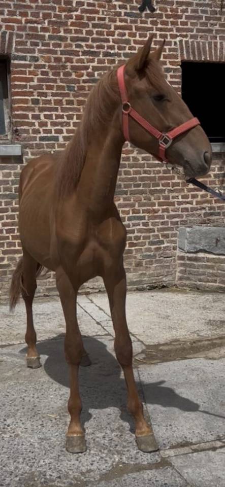 Poulain Pure Race Espagnole Plein Papier 20 mois