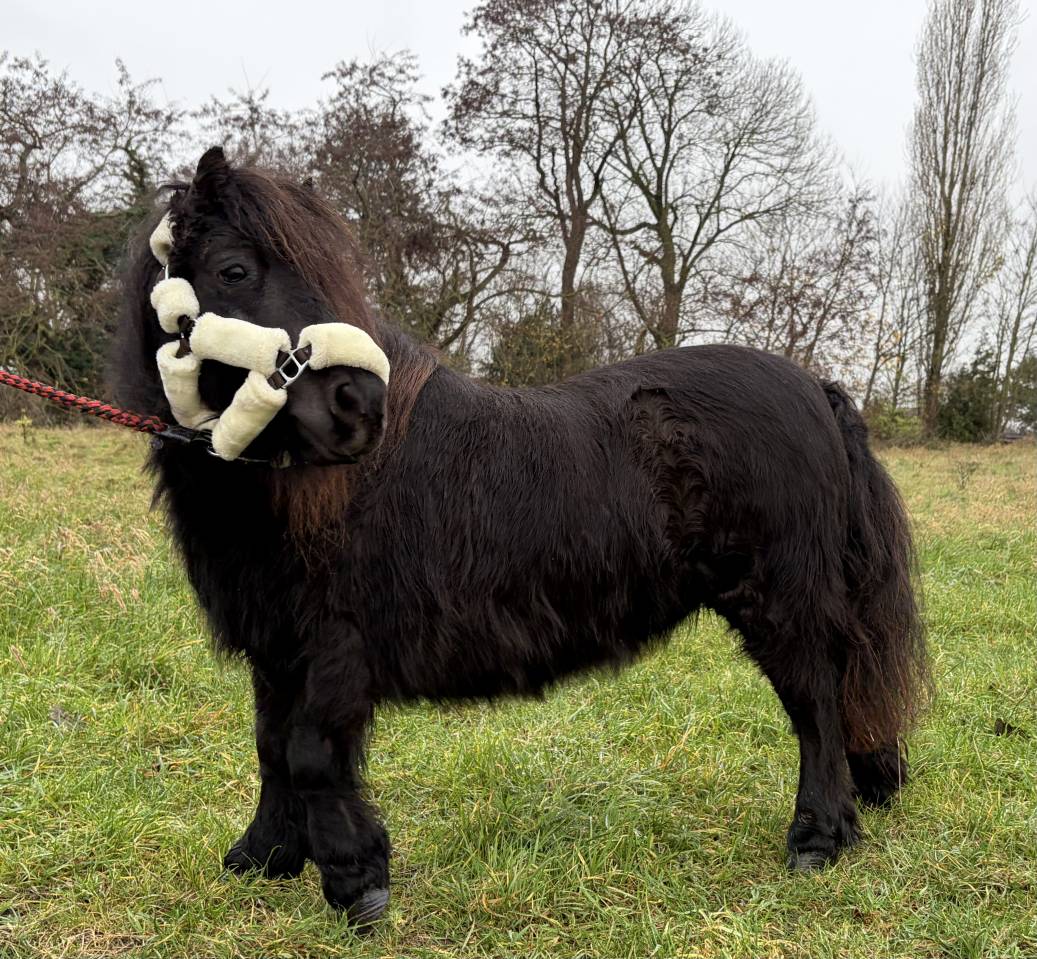 Jument shetland noire 