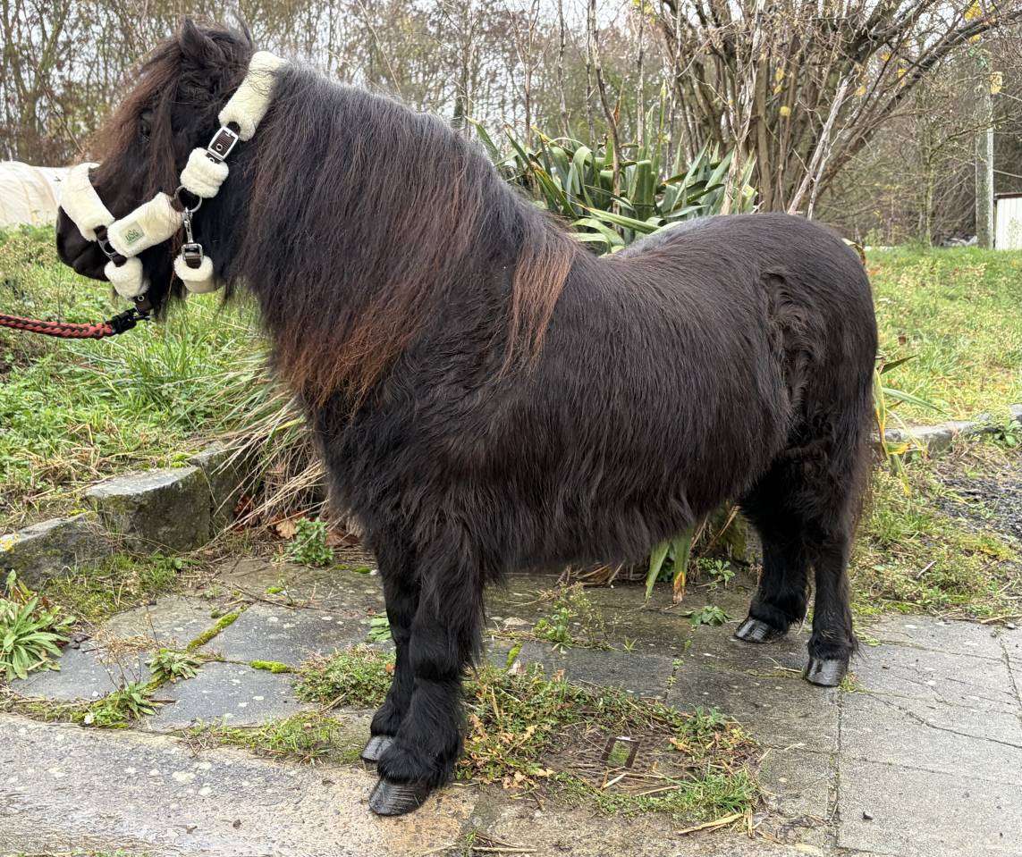 Jument shetland noire 