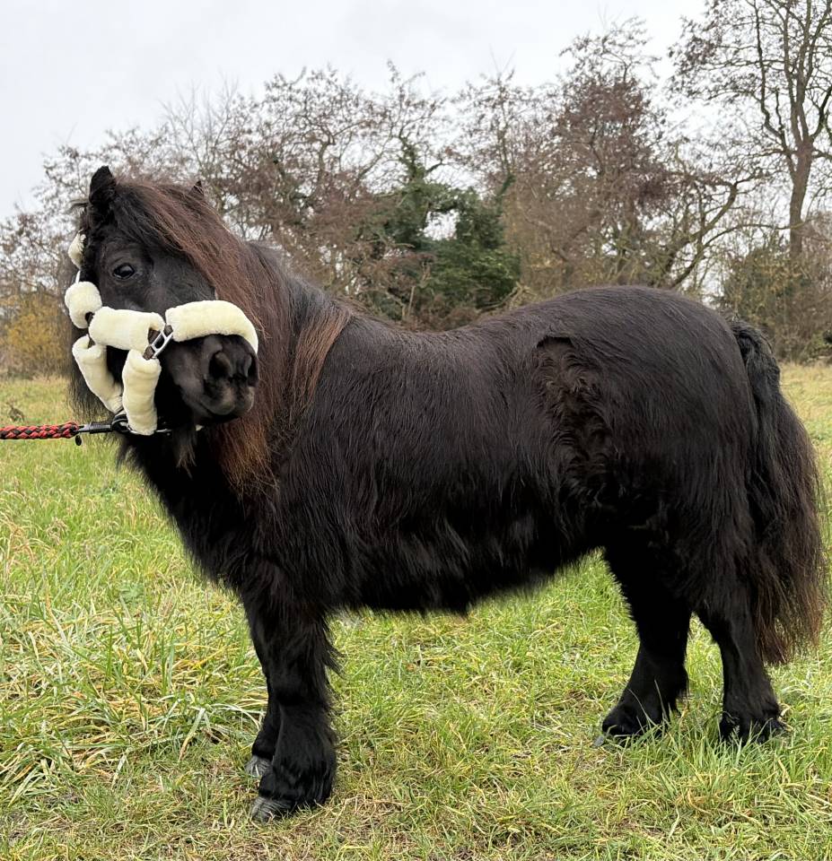 Jument shetland noire 