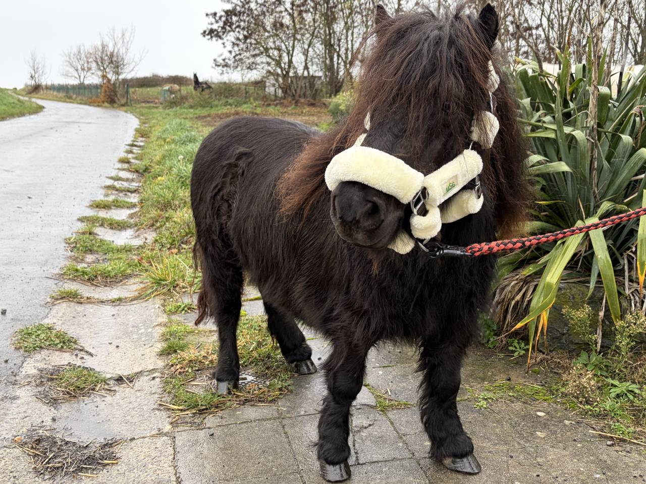 Jument shetland noire 