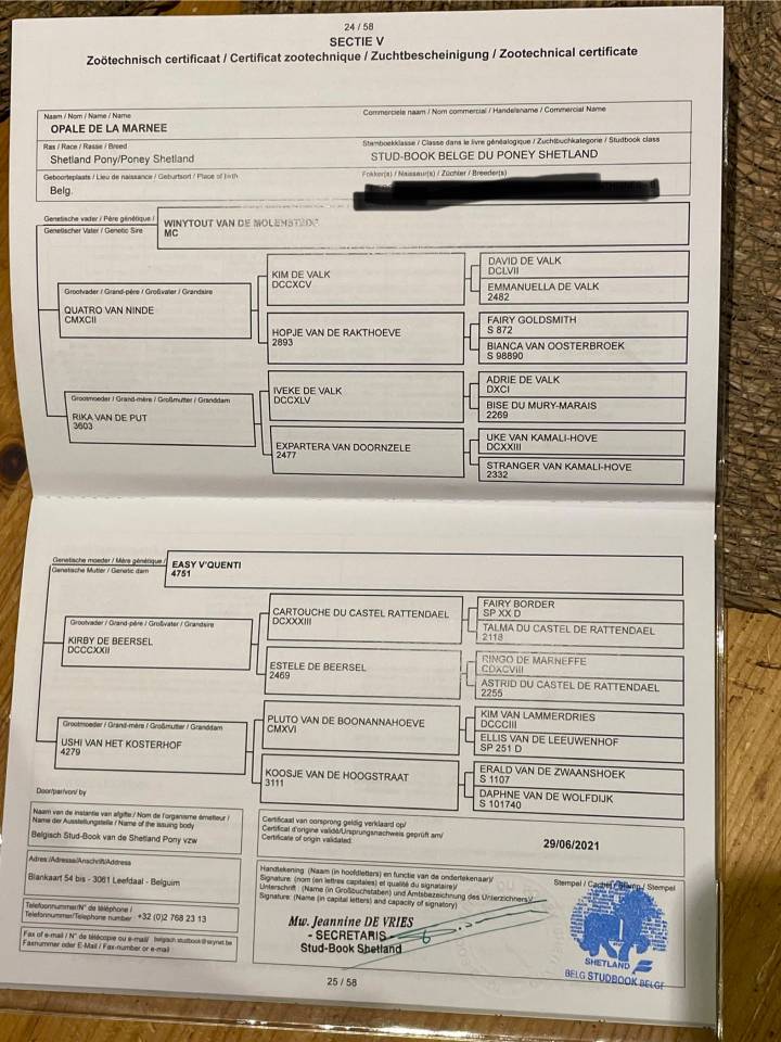 Ponette plein papier shetland 