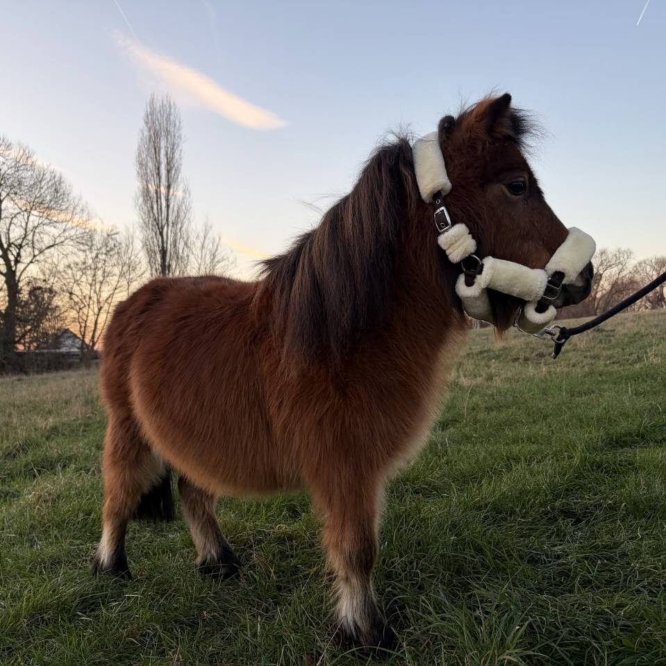 Ponette plein papier shetland 