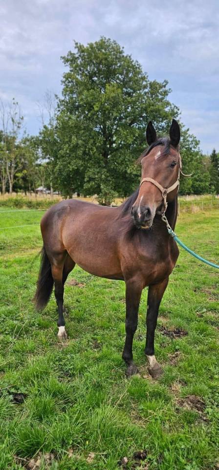 Magnifique jument de 3 ans 