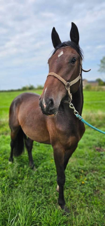 Magnifique jument de 3 ans 