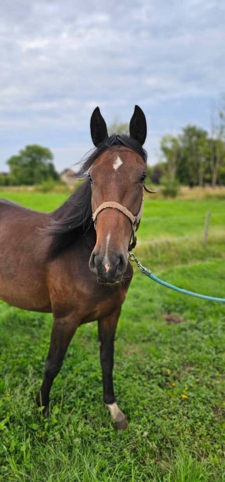 Magnifique jument de 3 ans 