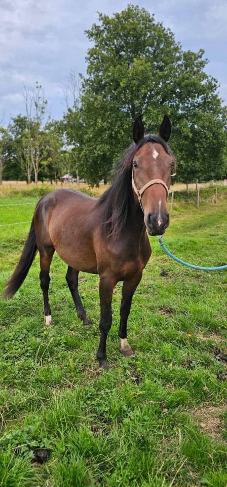 Magnifique jument de 3 ans 