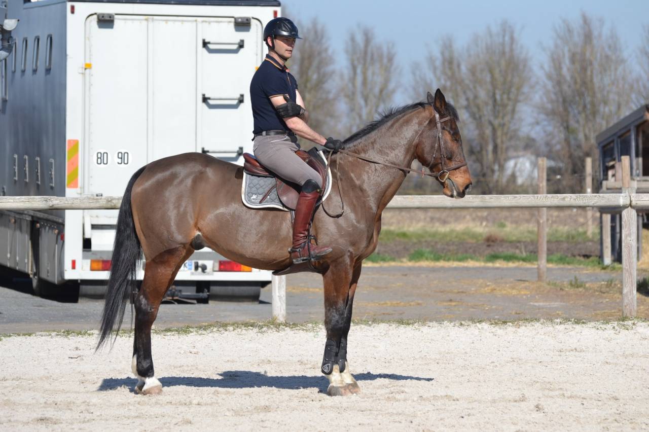 CHEVAL DE CSO 16 ANS