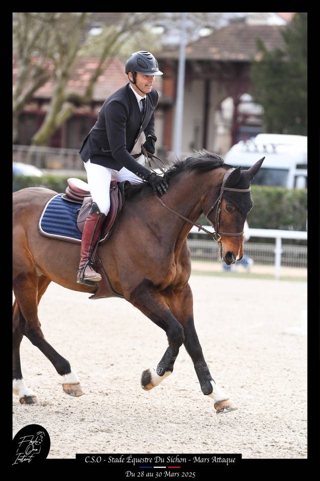 CHEVAL DE CSO 16 ANS