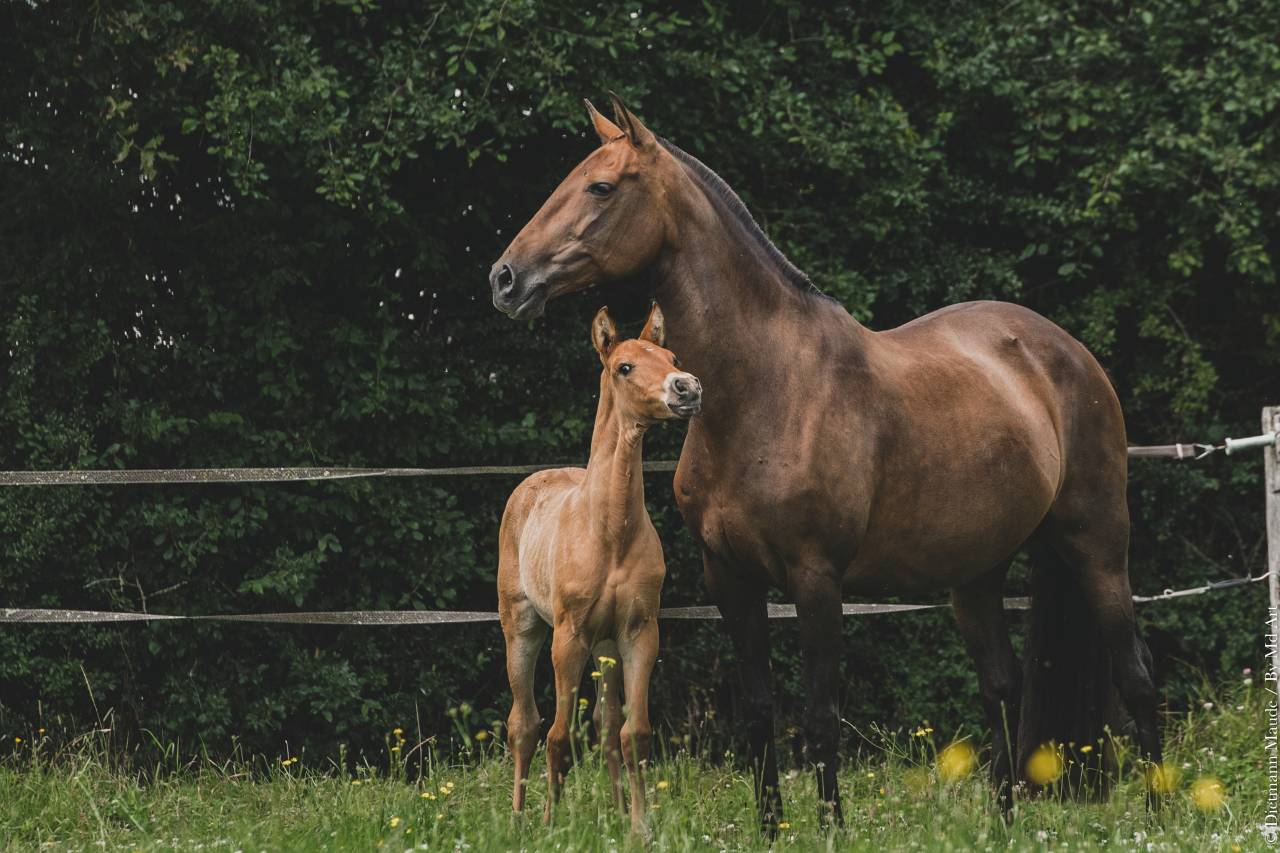 JUMENT POULINIERE LUSITANIENNE