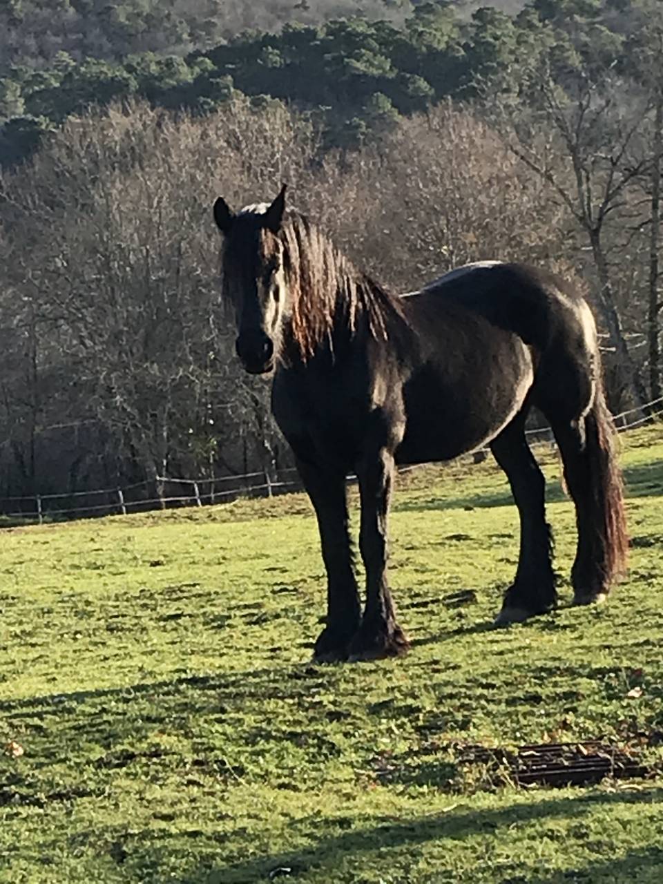 Jument frisonne STER 11 ans