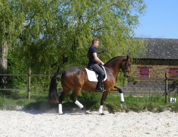 JUMENT POULINIERE LUSITANIENNE