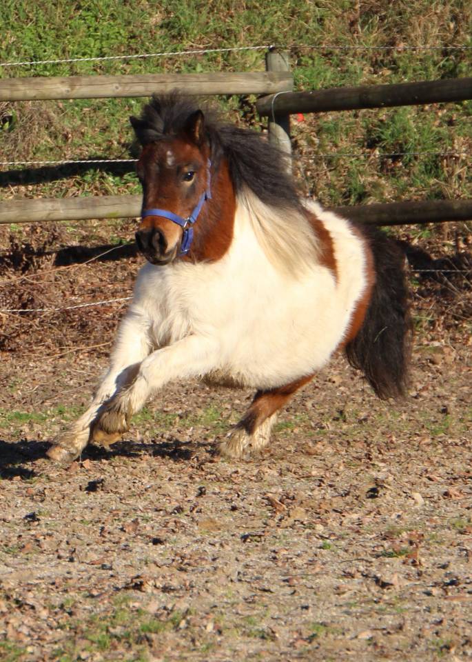 Olabelle de l'Oublan, ponette pie baie