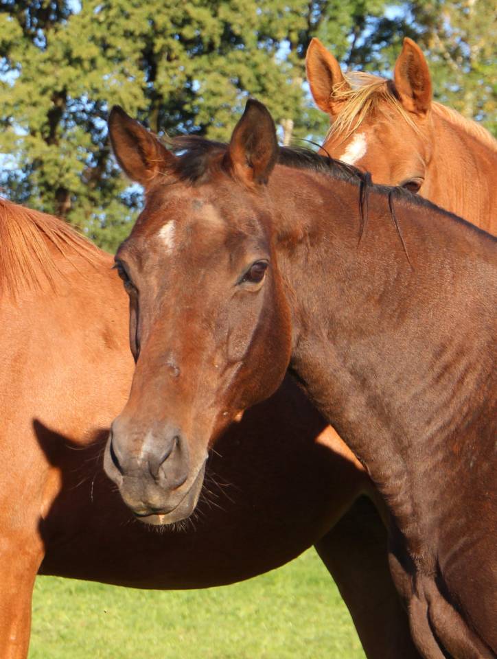 Bella de Gan, poulini&egrave;re SFO