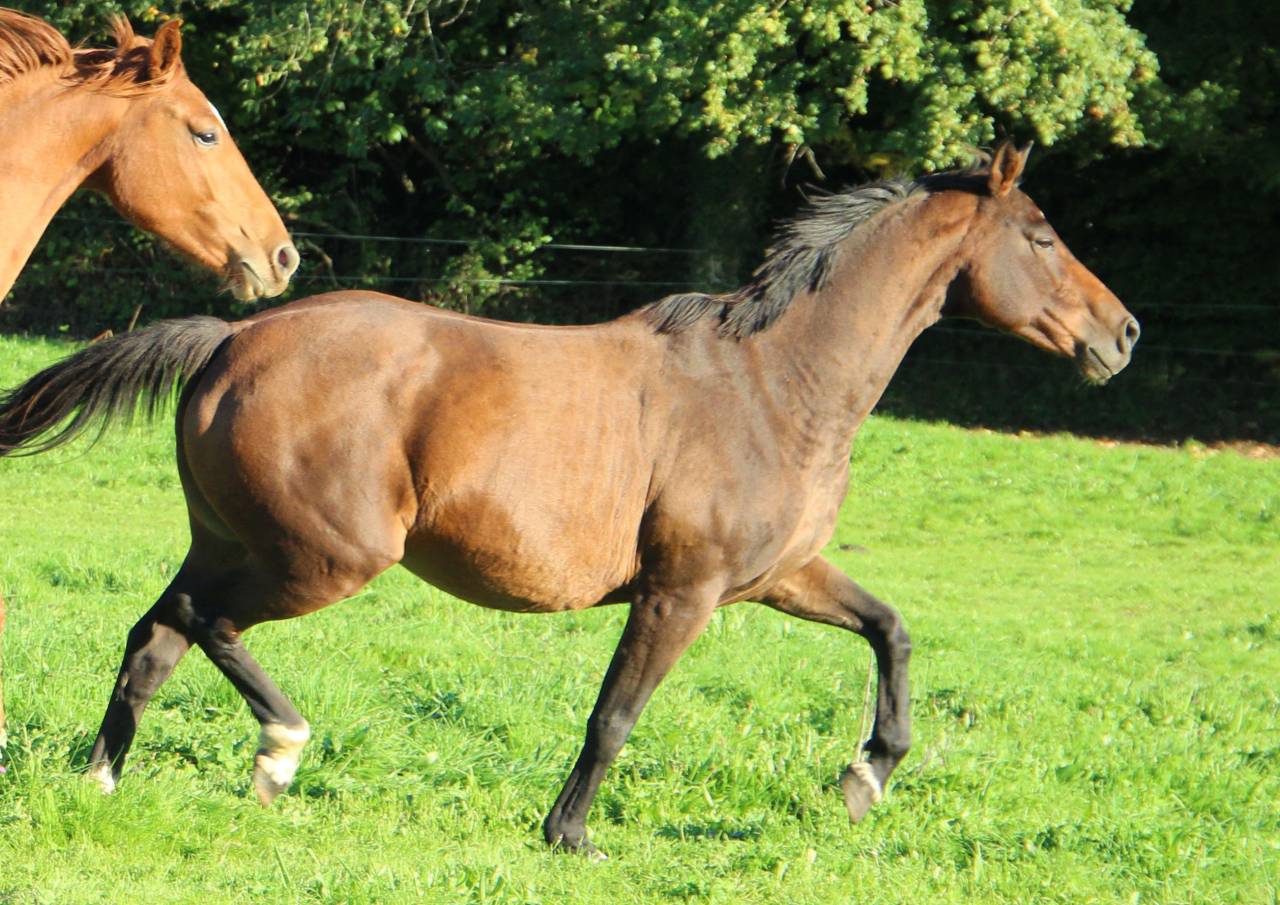 Bella de Gan, poulini&egrave;re SFO