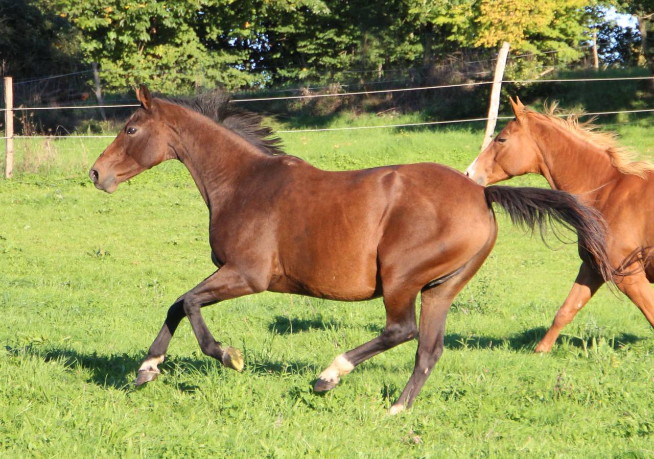 Bella de Gan, poulini&egrave;re SFO