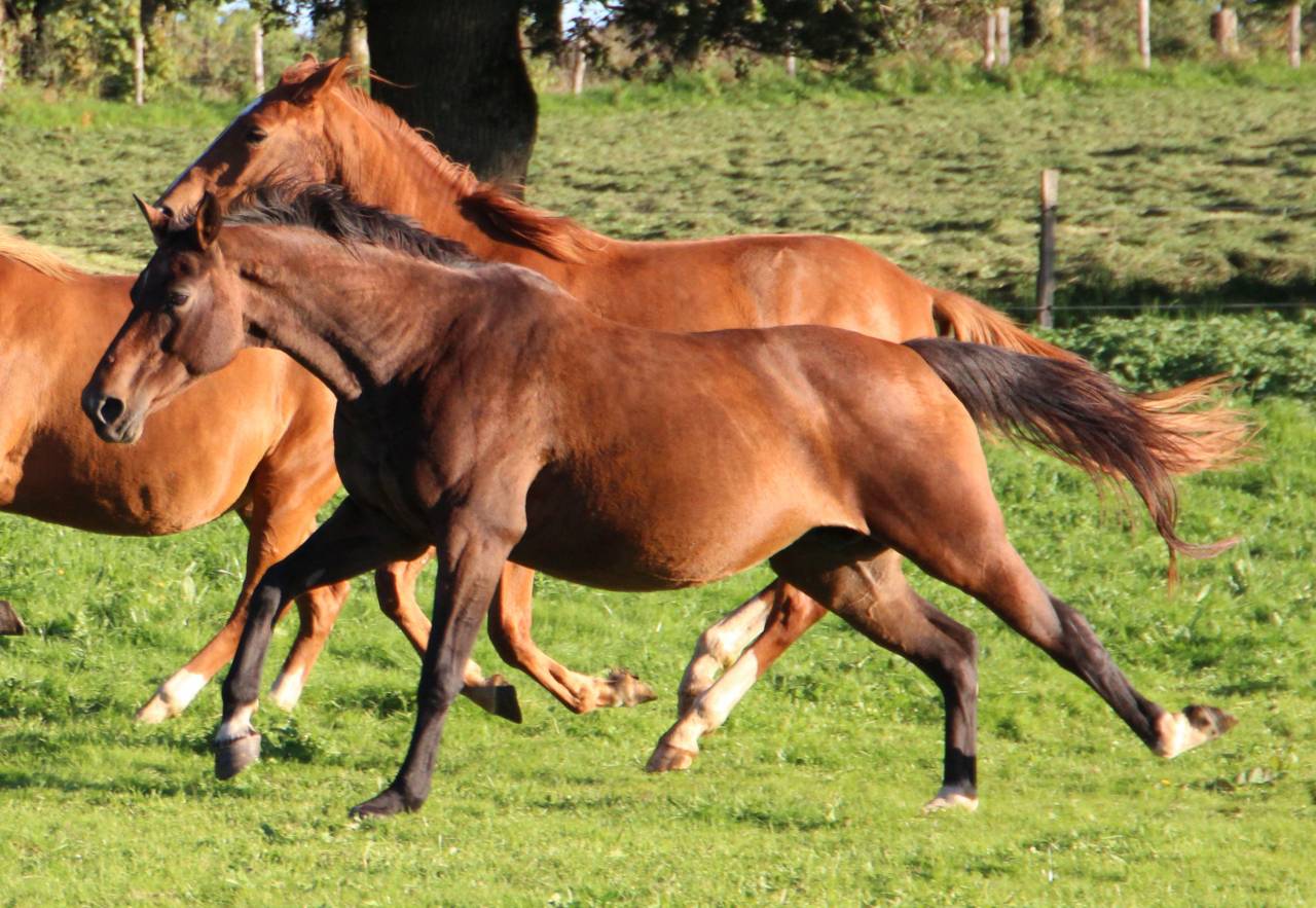 Bella de Gan, poulini&egrave;re SFO