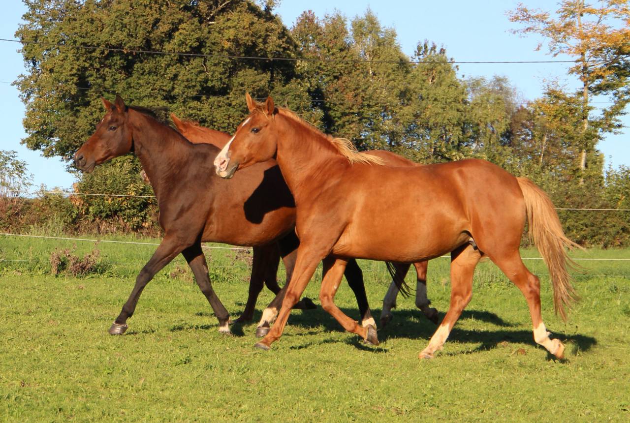 Poulini&egrave;re AA gestante pour mars 2026