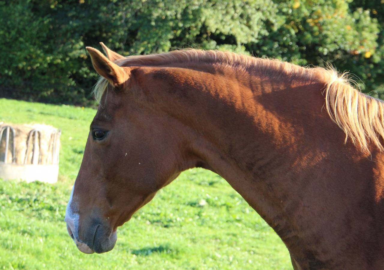 Poulini&egrave;re AA gestante pour mars 2026