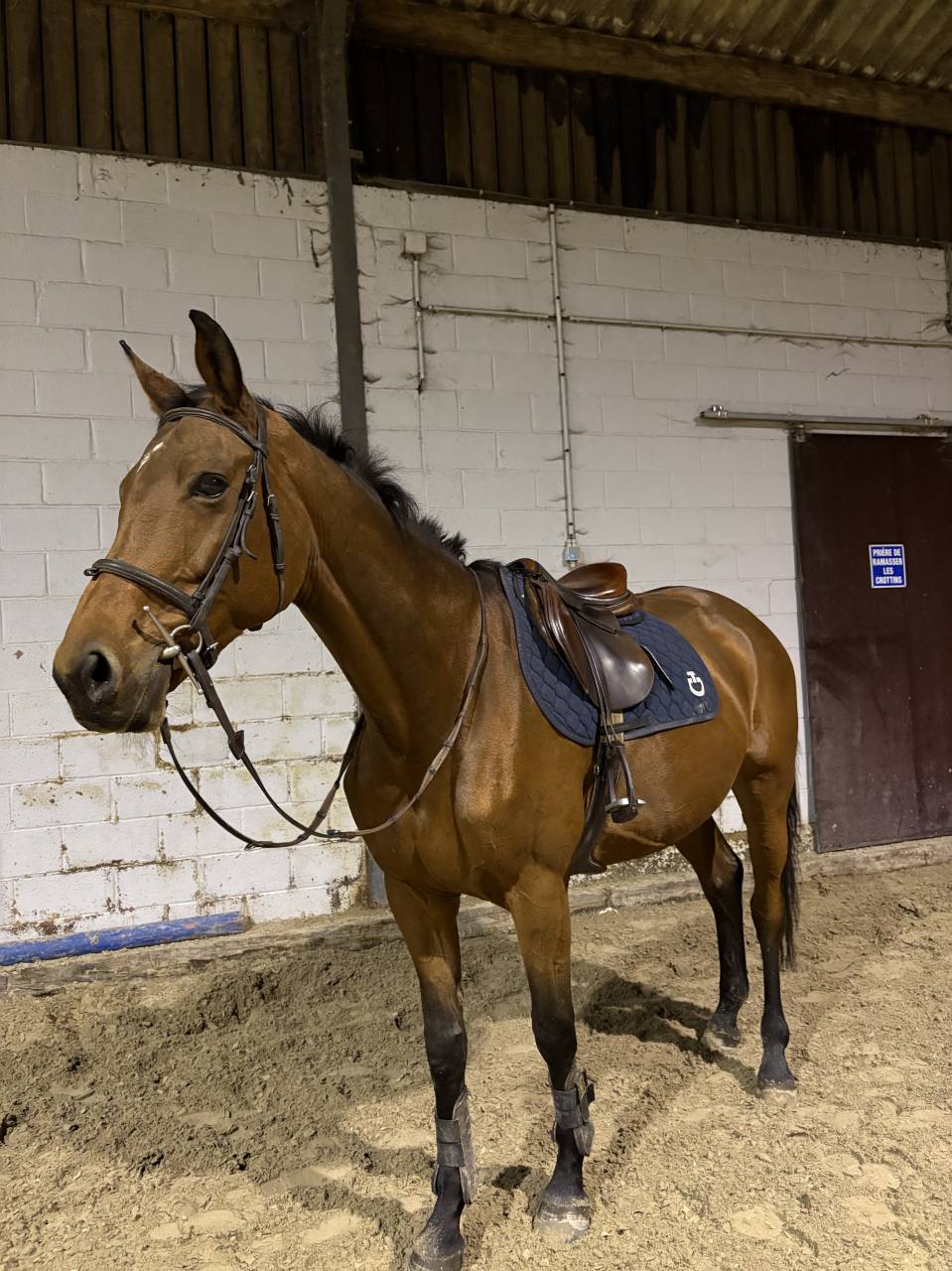 Jument SBS 13 ans 