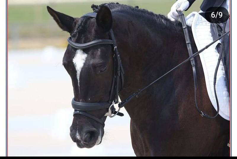 Poney superbe &agrave; vendre