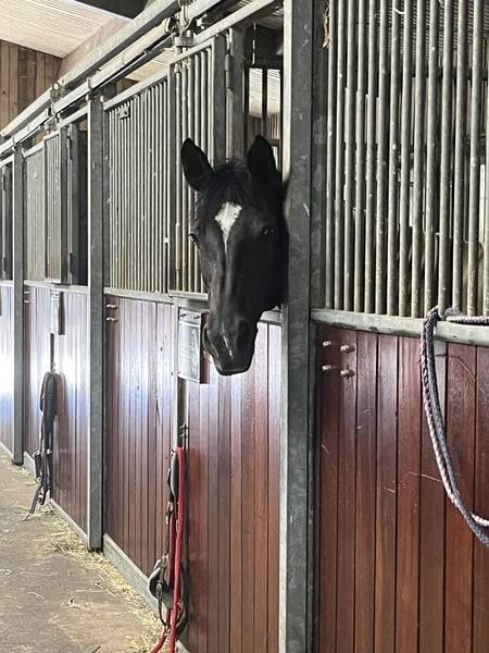 Poney superbe &agrave; vendre