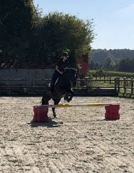 Poney superbe &agrave; vendre