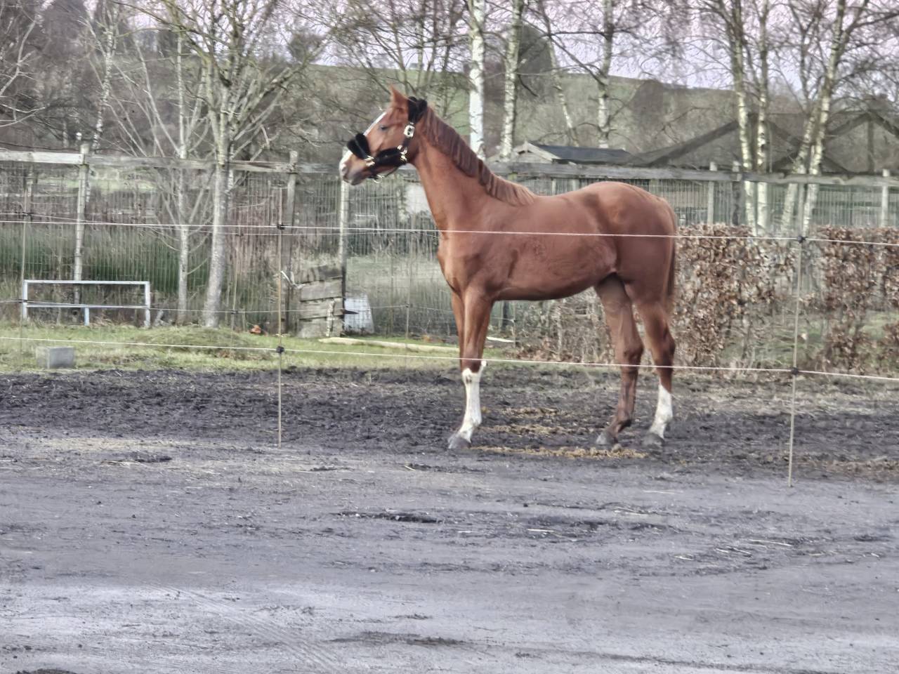 Superbe poulain BWP de dressage 