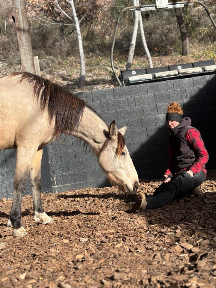 Jument 5 ans, sensible et communicative