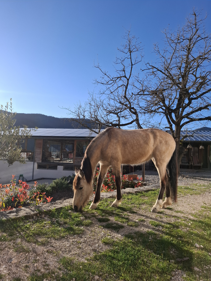 Jument 5 ans, sensible et communicative