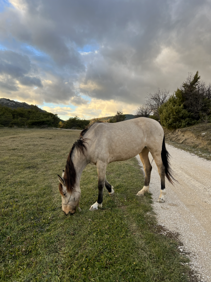 Jument 5 ans, sensible et communicative