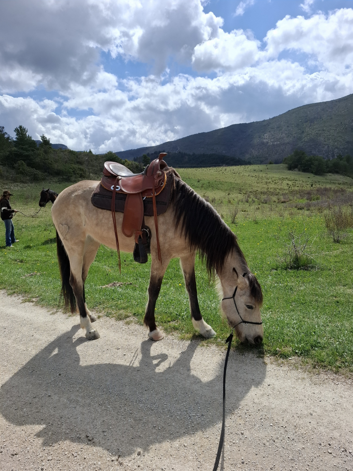 Jument 5 ans, sensible et communicative