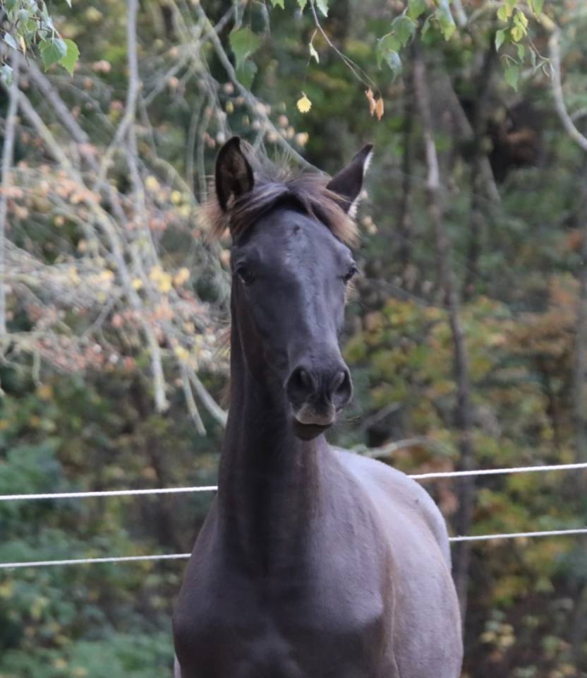 Poulain PRE noir top origines 