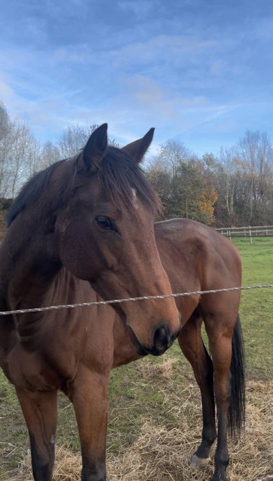  &Agrave; vendre &ndash; Hongre de 7 ans ?