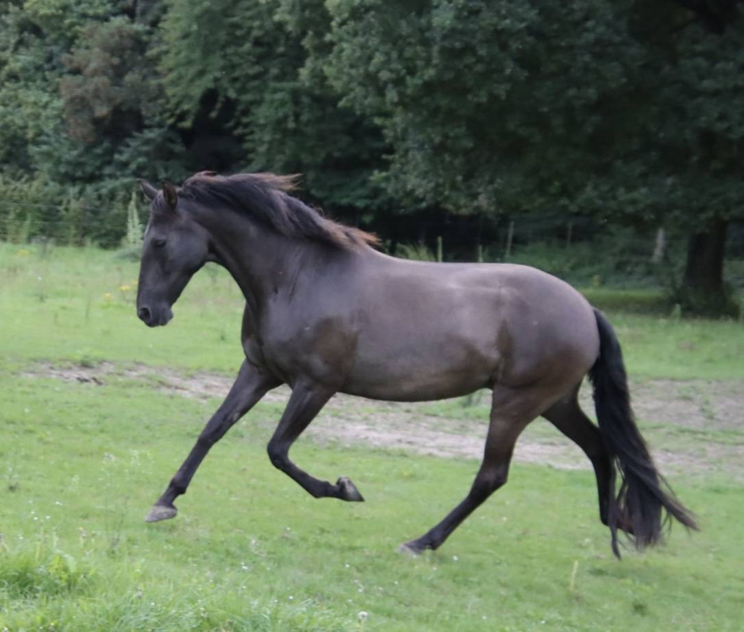 Jument PRE noire gestante bon papiers