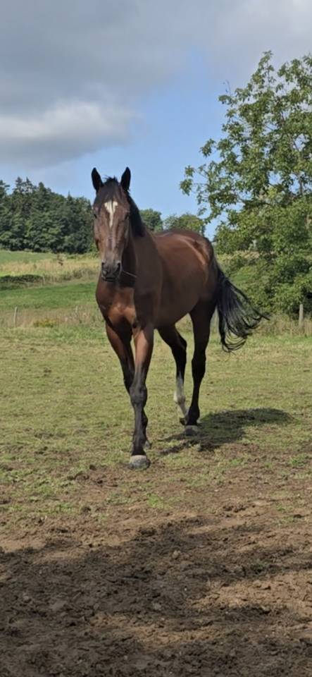 Magnifique hongre KWPN 7 ans